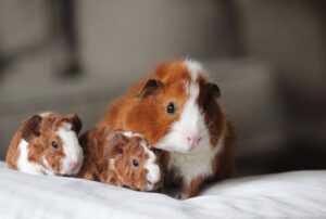 guinea-pig-and-its-babies_Naomi-Marcin_Shutterstock-1024x689-1